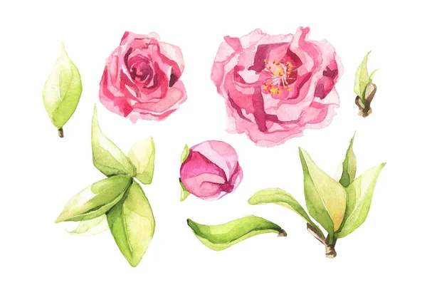Acuarela pintada conjunto de flores de cerezo rosa y hojas — Foto de Stock