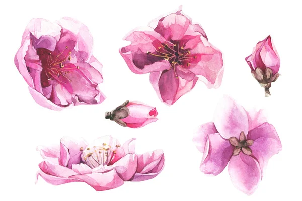 Akvarel malované sady růžových třešňových květů — Stock fotografie