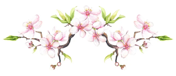 Watercolor painted white cherry blossoms on a branch. Isolated floral illustration. — Stock Photo, Image