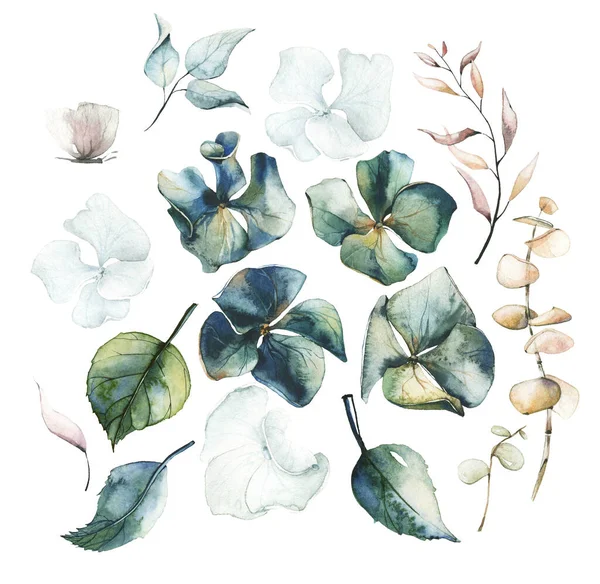 Watercolor painted floral set of dried flowers, hydrangea, leaves, branches, eucalyptus — Stock Photo, Image