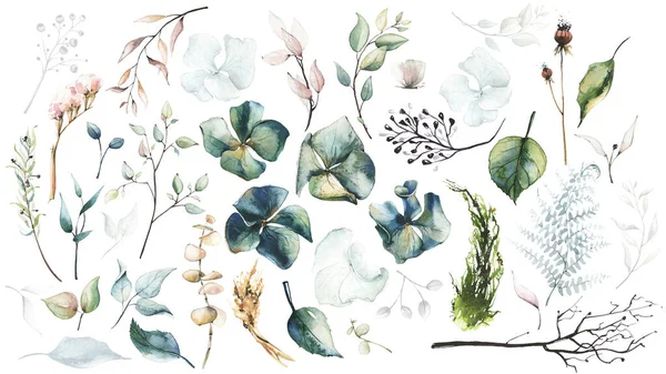 Υδατογραφία ζωγραφισμένη με λουλούδια αποξηραμένα, ορτανσία, φύλλα, φτέρη, κλαδιά, ευκάλυπτος. — Φωτογραφία Αρχείου