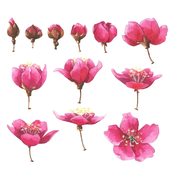 Hand drawn watercolor pink sakura flowers set. — Stock Photo, Image