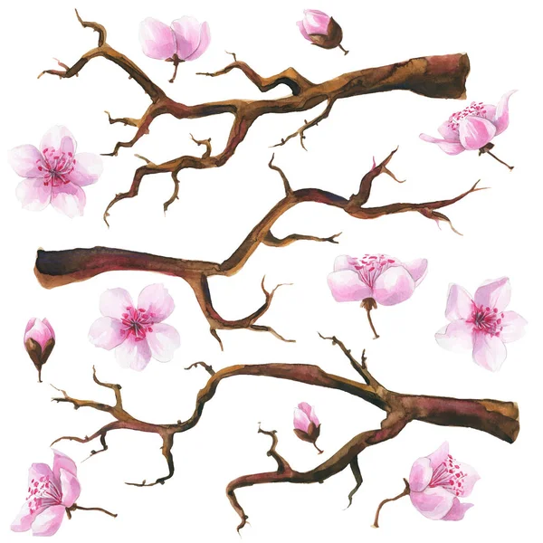 Handgezeichnete Aquarell-Zweige mit Sakura-Blumen Set. — Stockfoto