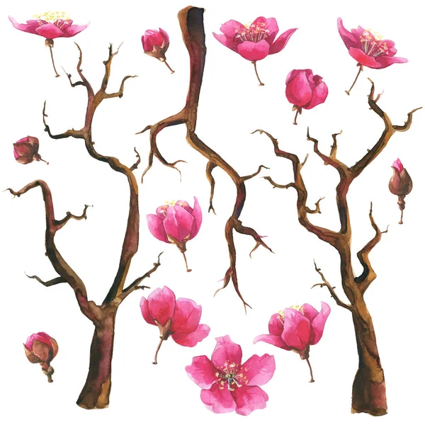 Hand drawn watercolor branches with sakura flowers set. — Stock Photo, Image