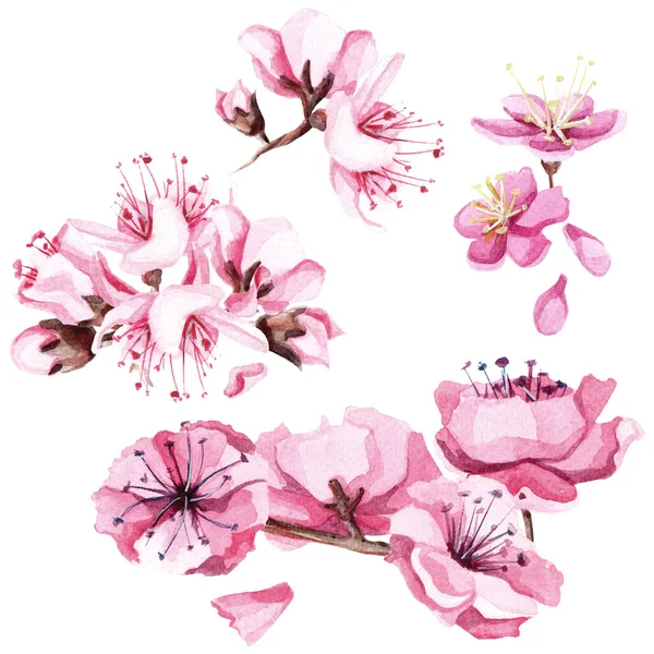 Hand drawn watercolor bouquets with pink sakura flowers set. — Stock Photo, Image