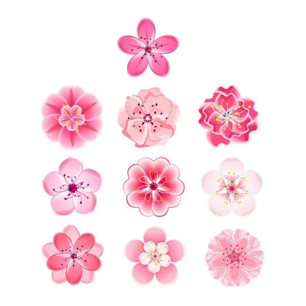 Isolated flowers of sakura set. Cartoon pink and white blossoms of Japanese cherry tree. — Stock Vector