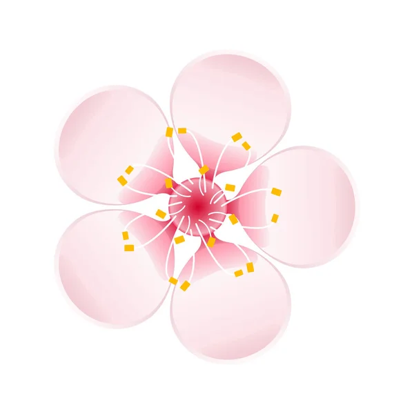 Isolated flower of sakura. Cartoon pink and white blossom of Japanese cherry tree. — Stock Vector