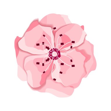 Sakura 'nın izole edilmiş çiçeği. Japon kiraz ağacının pembe ve beyaz çiçekleri..