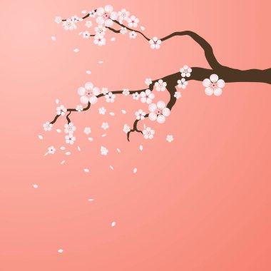 Sakura çiçekleriyle ıssız bir dal. Japon kiraz ağacının pembe ve beyaz çiçekleri..