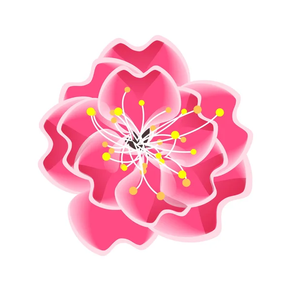 Odizolowany kwiat sakury. Kreskówkowy różowo-biały kwiat japońskiego wiśni. — Wektor stockowy