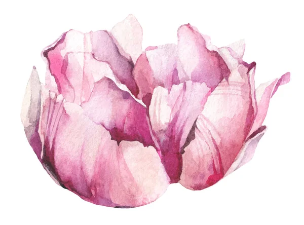 Aquarela pintada de flor de peônia rosa. Vetor traçado floral ilustração isolada. — Vetor de Stock