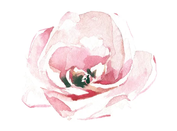 Aquarell bemalt hellrosa Rose Blume. Vektor verfolgt florale isolierte Illustration. — Stockvektor