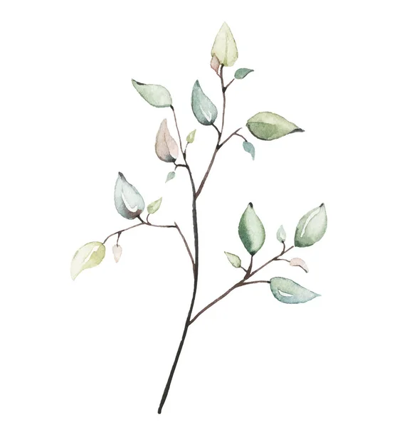 Υδατογραφία floral ροζ και πράσινο κλαδί. Vector εντοπιστεί απομονωμένη απεικόνιση brunch — Διανυσματικό Αρχείο