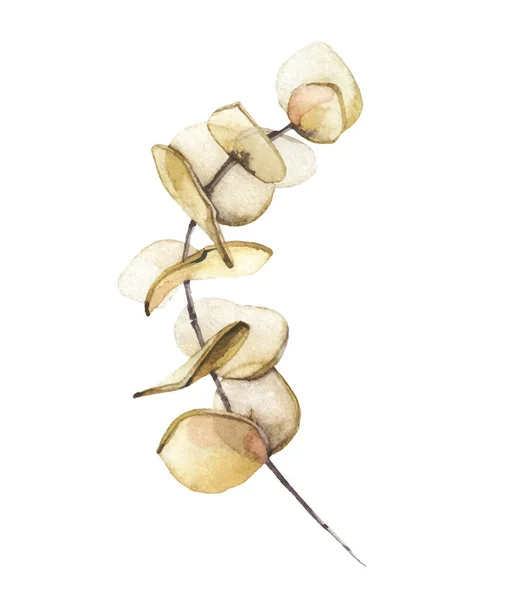Aquarela pintada à mão ramo de eucalipto bege seco. Vetor traçado ilustração floral isolada sobre fundo branco —  Vetores de Stock