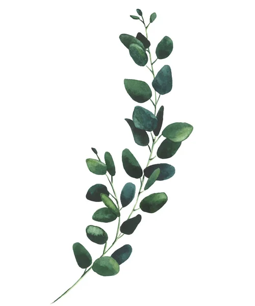 Watercolor hand painted dark green eucalyptus branch. Vector traced isolated floral illustration on white background — Stock Vector