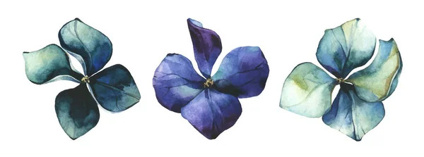 Aquarell bemaltes Set aus blauen und smaragdgrünen Hortensien. Vektor verfolgt florale Sammlung isoliert. — Stockvektor