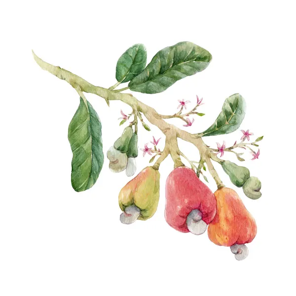 Vacker bild med akvarell handritade grenar med färgglada cashewnötter små blommor och gröna blad. Lagerillustration. — Stockfoto