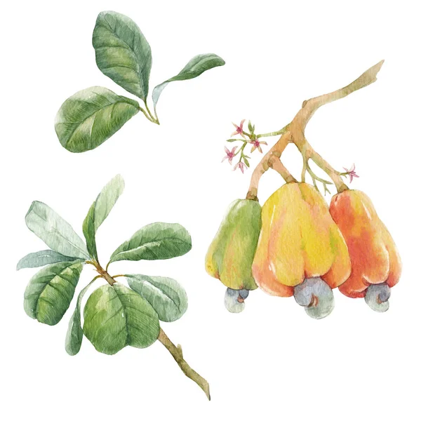 Vacker bild med akvarell handritade grenar med färgglada cashewnötter små blommor och gröna blad. Lagerillustration. — Stockfoto