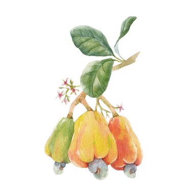 Suluboya elle çizilmiş güzel bir resim. Renkli kaju fıstıklı dallar. Küçük çiçekler ve yeşil yapraklar. Stok illüstrasyonu.