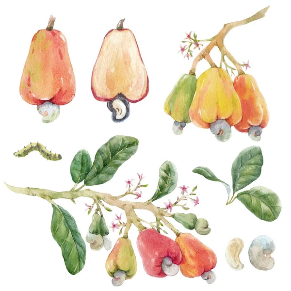 Krásná sada s akvarelem ručně kreslené větve s barevnými kešu ořechy malé květiny a zelené listy. Stock illustration. — Stock fotografie
