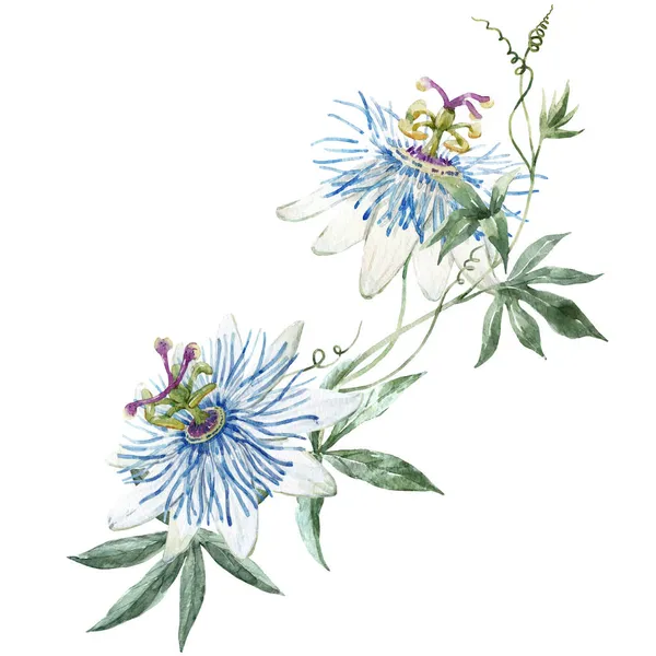 Bela composição floral com mão desenhada aquarela azul passionflowers. Ilustração das existências. — Fotografia de Stock