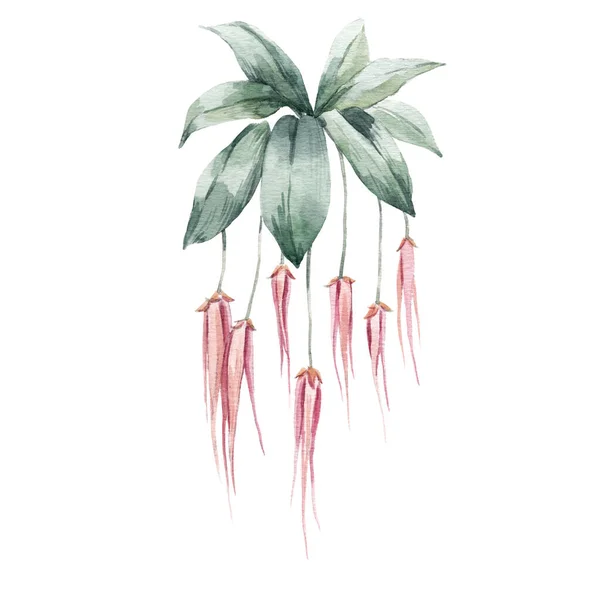 Piękny czas kwiatowy ilustracja z ręcznie rysowane akwarela egzotyczna dżungla Orchidea dynastia kwiaty. — Zdjęcie stockowe
