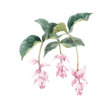 Elle çizilmiş güzel çiçek desenli suluboya orman egzotik Medinilla çiçekleri..