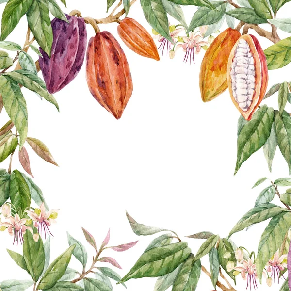 Elle çizilmiş suluboya kakao meyveleri ve yapraklarıyla güzel bir tropikal çerçeve. Stok illüstrasyonu. — Stok fotoğraf