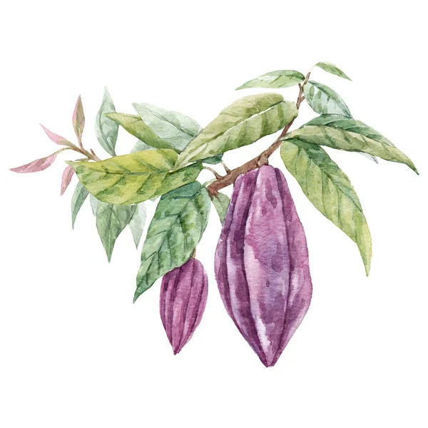 Imagem tropical bonita com mão desenhada aquarela frutas de cacau e folhas. Ilustração das existências. — Fotografia de Stock