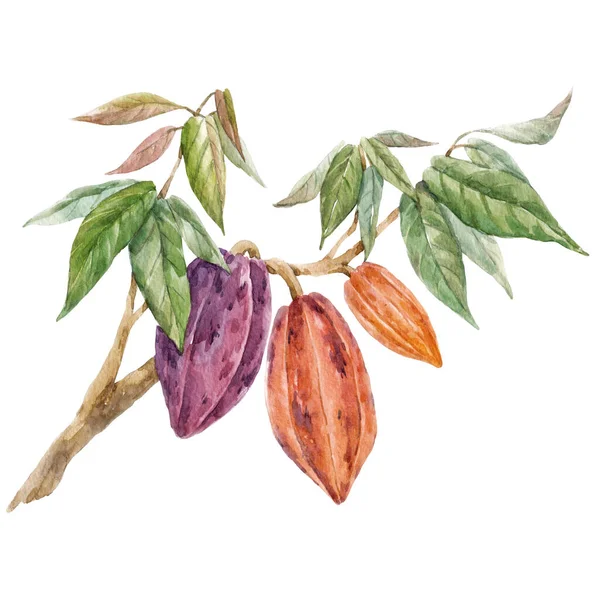 Prachtig tropisch beeld met met de hand getekende aquarel cacao vruchten en bladeren. Voorraadillustratie. — Stockfoto