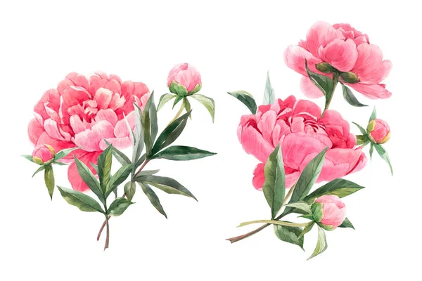 Hermoso conjunto floral con ramos de flores de peonía dibujadas a mano de acuarela. Ilustración general. — Foto de Stock