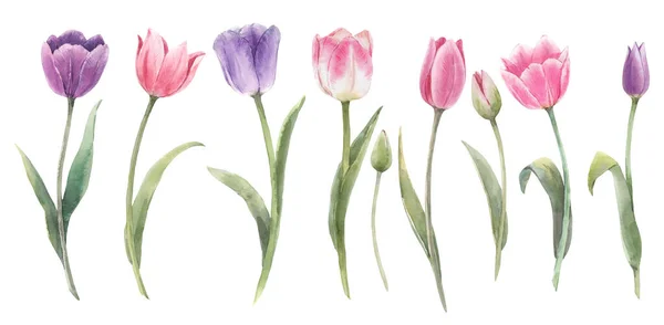 Gyönyörű virágos készlet akvarell tavaszi tulipán virágok. Készletillusztráció. — Stock Fotó