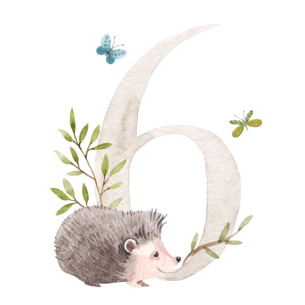 Mooie stock illustratie met aquarel hand getrokken nummer 6 en schattige egel dier voor baby clip art. Zes maanden, jaren. — Stockfoto