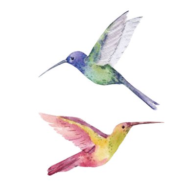 İki tatlı suluboya el çizilmiş sinekkuşu ile güzel bir stok çizimi. Colibri kuşları.