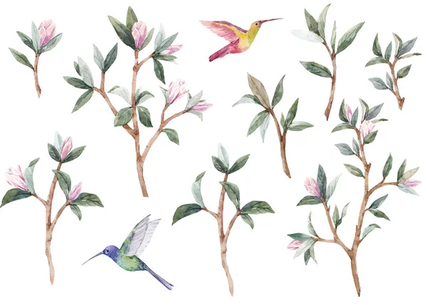 Hermoso conjunto floral con suaves flores de magnolia jóvenes dibujadas a mano y colibríes. Ilustración general. —  Fotos de Stock