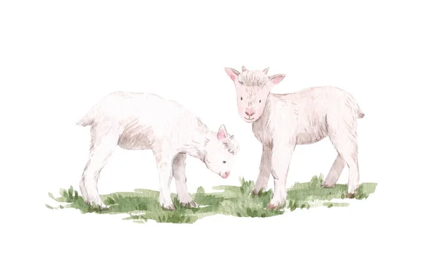 Beautiful stock illustration with cute watercolor hand drawn goats. — Stock Photo, Image