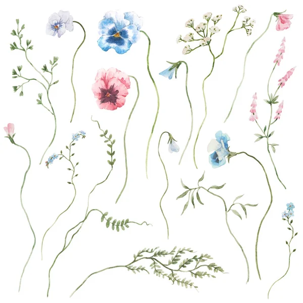 Mooie stock illustratie met de hand getekende aquarel zacht veld bloemen. Bloemenset. — Stockfoto