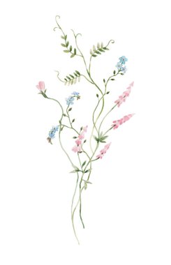 Elle çizilmiş suluboya, nazik tarla çiçekleri ile güzel bir örnekleme. Çiçek bileşimi.