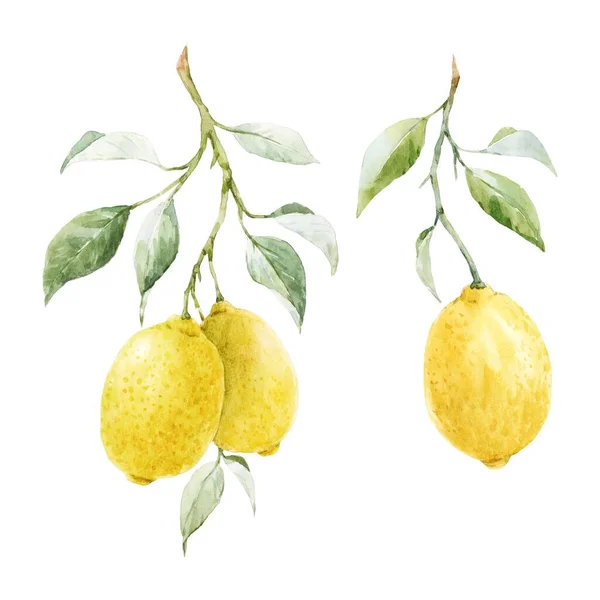 Beautiful Image Watercolor Yellow Lemons Flowers Stock Clip Art Illustration — Stock Photo, Image