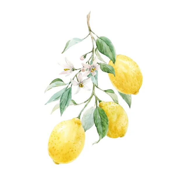 美丽的图像与水彩画黄色的柠檬和花朵 库存剪贴画 — 图库照片