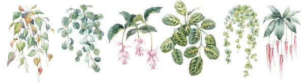 Prachtige Set Met Aquarel Tropische Planten Voorraad Clip Art Illustratie — Stockfoto
