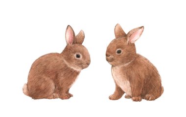 Tatlı tavşan ailesi suluboya ile güzel stok çizimi.