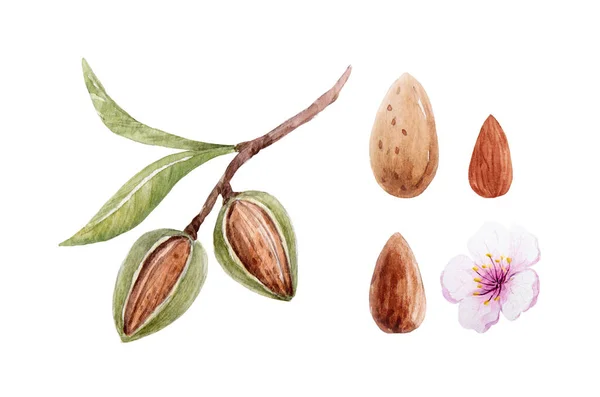 Krásná Sada Akvarelem Mandlové Větve Květina Semena Stock Clip Art — Stock fotografie