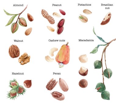 Bademli, bademli, fındıklı, fındıklı, fındıklı, fındıklı, Macadamia Brezilya fındıklı harika bir set. Stok klipsi resim çizimi.