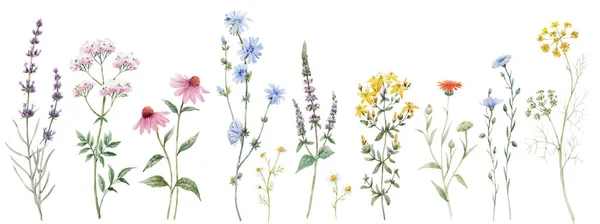 Bellissimo Set Floreale Con Acquerello Estate Fiori Campo Selvatico Illustrazione — Foto Stock