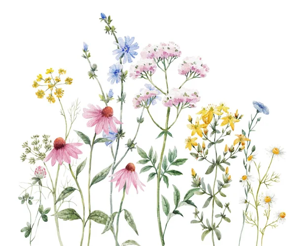 Belle Composition Florale Avec Aquarelle Dessinée Main Fleurs Des Champs — Photo