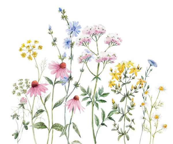 Bella Composizione Floreale Con Acquerello Disegnato Mano Fiori Estivi Campo — Foto Stock