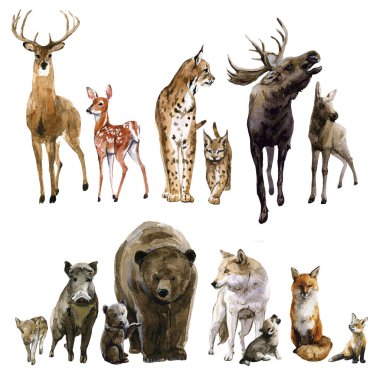 Suluboya elle çizilmiş güzel bir set vahşi geyik geyik vaşak tilki kurt sincap ve bebekler..