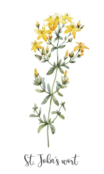 Krásný Květinový Klip Art Akvarelem Léto Divoké Pole Svatý John — Stock fotografie