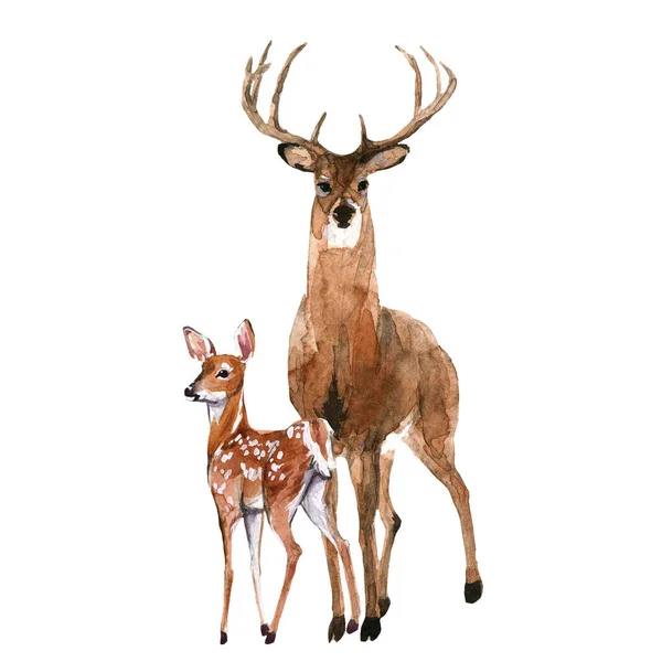 Bella Illustrazione Stock Con Acquerello Foresta Selvatico Cervo Animale Con — Foto Stock
